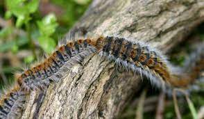 Lagarta Processionária