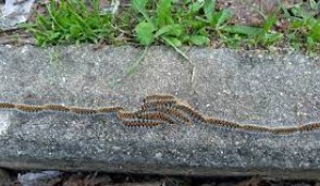 Procissão de Lagartas